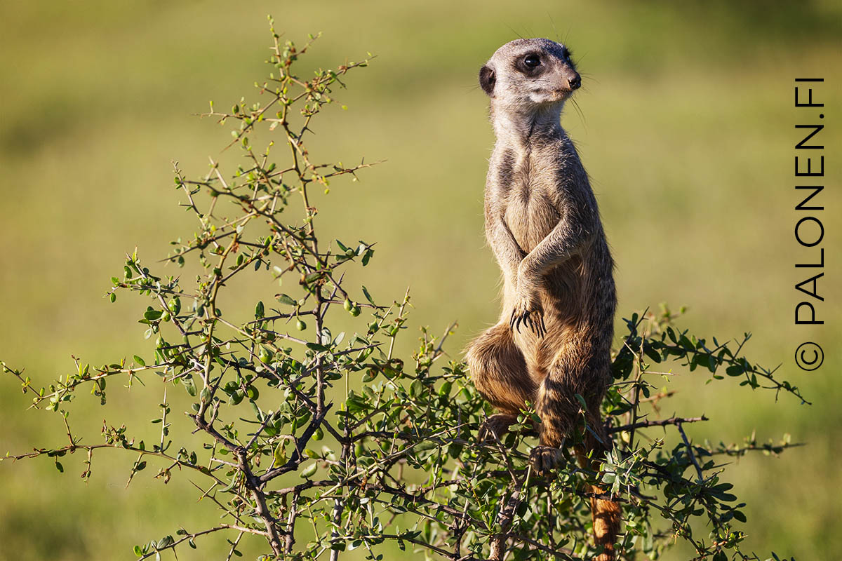 meerkat mangusti Etelä-Afrikka