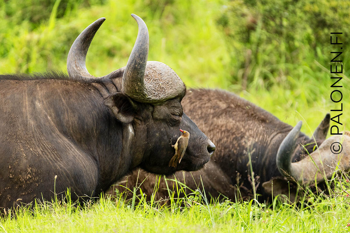 puhveli loisnokkeli Etelä-Afrikka