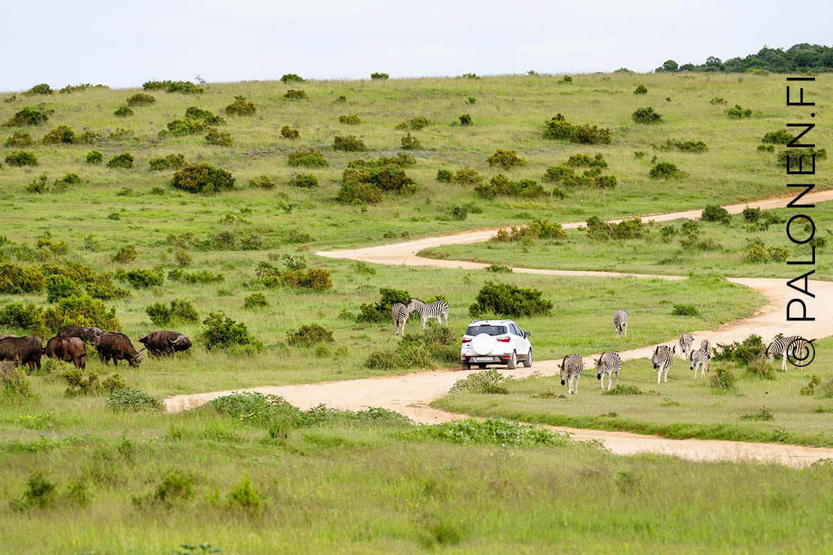 Addo safari Etelä-Afrikka