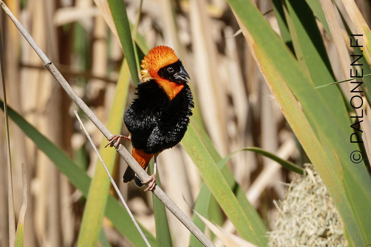 punapiispa kutojalintu Etelä-Afrikka
